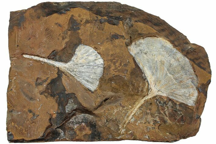 Two Fossil Ginkgo Leaves From North Dakota - Paleocene #234576